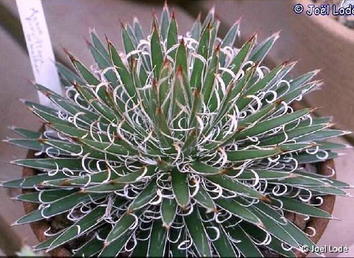 Agave parviflora ©JLcoll.171